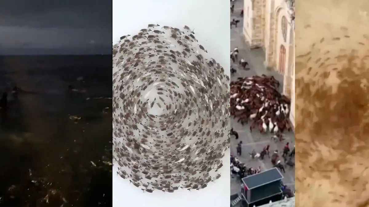 VÍDEOS | Primero fueron ovejas , ahora renos, hormigas, caballos , tortugas y hasta orcas marchan en círculos