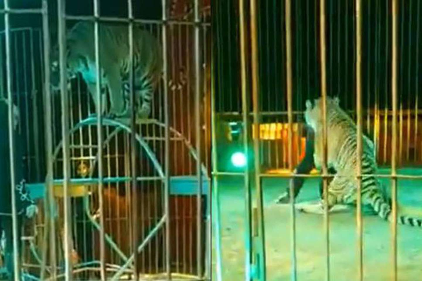 VÍDEO| Tigre ataca a domador en plena función de circo