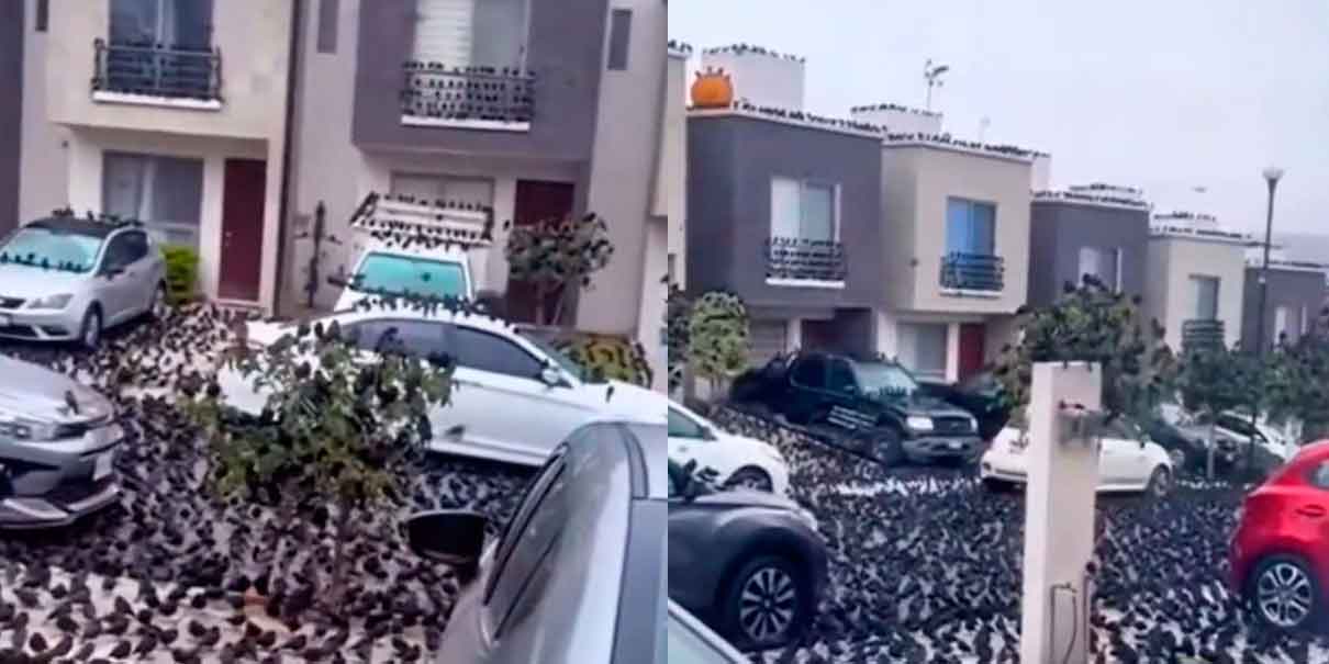 Como de película de Alfred Hitchcock ; El ataque de los cuervos