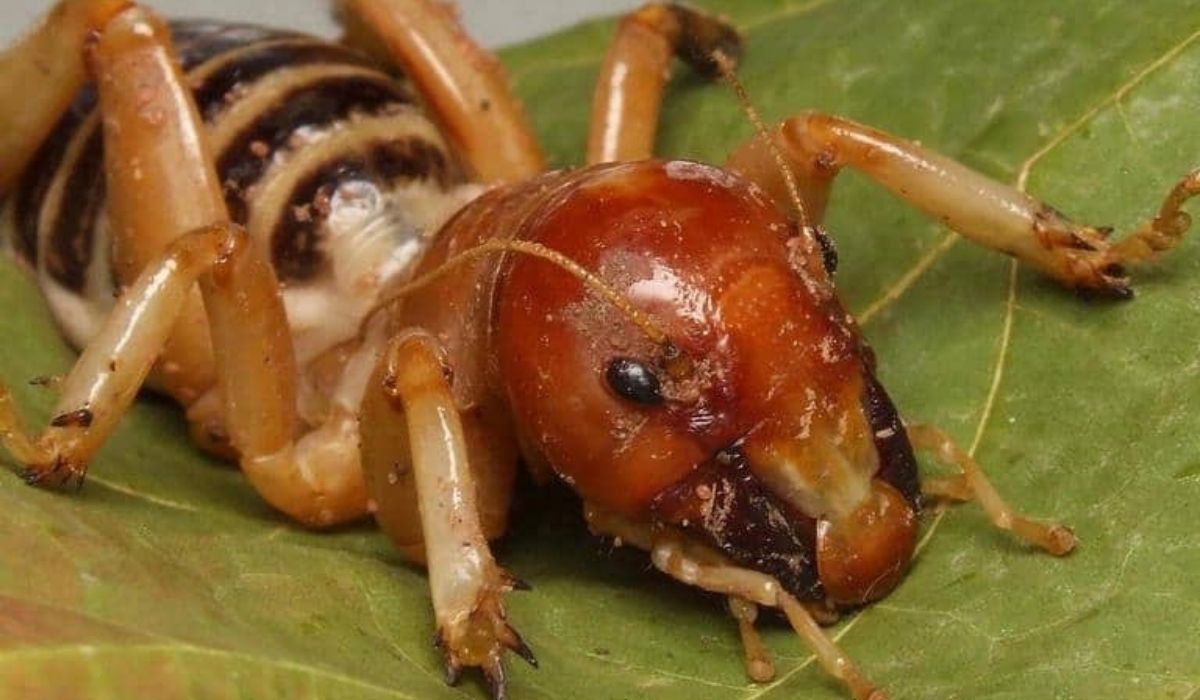 Conoce al insecto “cara de niño”; qué tan letal es para el humano?