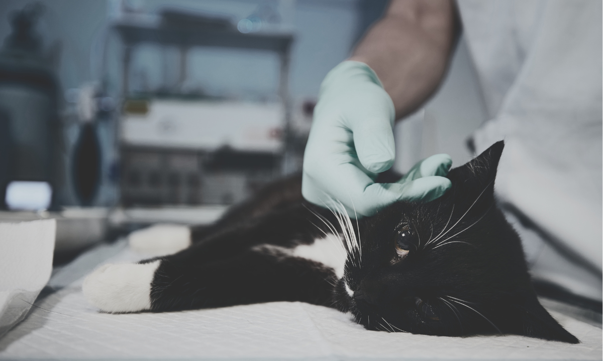 Gripe aviar: OMS alerta por casos de gatos infectados con A(H5N1) en Polonia