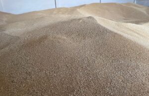 Registra BCS producción récord en trigo