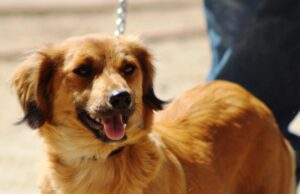 Anuncia alcaldesa de La Paz implantación del Programa de Registro Municipal de Mascotas