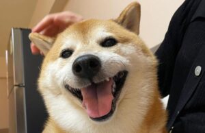 Muere “Cheems”, el perrito más viral de internet; lo despiden con emotivos mensajes