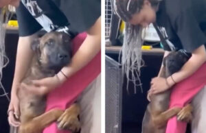 Perrito adoptado abraza fuertemente a mujer que lo rescató