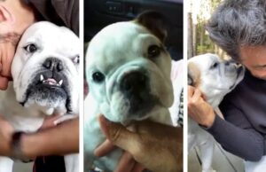 Fiona, perrita de Derbez, muere y el actor le dedica tierno video