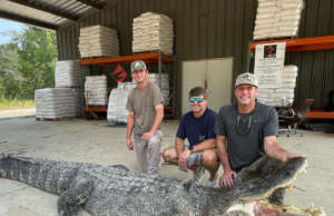 Capturan el caimán más largo en la historia de Mississippi
