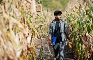 México Desarrolla Semillas para Evitar Maíz Amarillo Transgénico de EUA