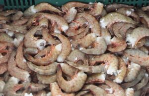 Levantan veda del camarón en Bahía Magdalena-Bahía Almejas