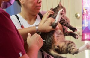 Iniciará CEMAC Jornada de Vacunación Antirrábica Gratuita