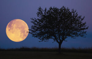 Luna de cosecha 2023: ¿cómo ycuando verla?