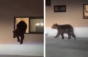 Captan a oso negro saliendo por la ventana de una casa en Nuevo León