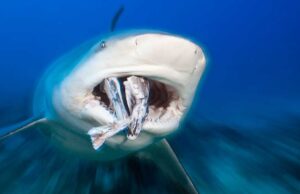 Turista pierde ambas manos: “en un intento de tomar fotografías” con un tiburón