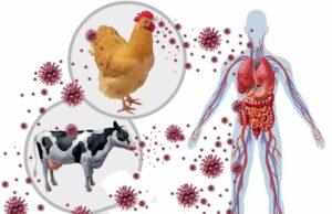 Informe de los CDC sugiere que la gripe aviar se está propagando a los humanos sin ser detectada