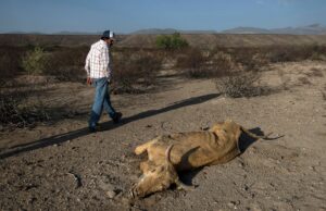 Crece sequía en México: estos son los estados más afectados este 2025