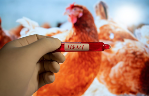 Secretaría de Salud confirma primer caso humano de influenza aviar en México