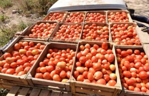 EE. UU. anuncia aranceles del 20.91% a jitomates mexicanos