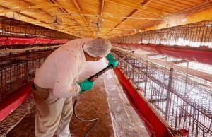 Detectan brote de influenza aviar AH7N3 en granja comercial de Marín, Nuevo León