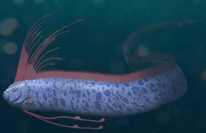 Captan vivo al “pez del fin del mundo” en playa Balandra de Baja California Sur: Vídeo