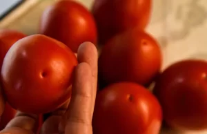 México rechaza arancel de EE. UU. al jitomate: “Es una medida injusta”