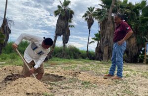 Atiende Ayuntamiento de Los Cabos denuncia ciudadana en materia de protección a la tortuga marina