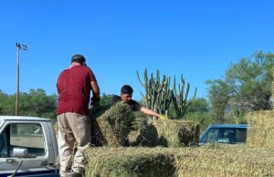 Ayuntamiento de Los Cabos impulsa al sector ganadero con subsidio en la entrega de alfalfa