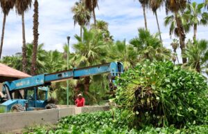 En Jornada de Limpieza retiran del estero lirio acuático y lechuguilla