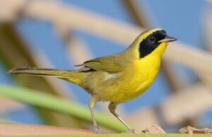 Los Cabos será sede del Primer Festival Internacional de Aves 2025