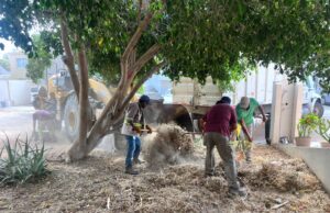 Servicios Públicos intensifica la recolección de ramas y chatarra en todo el municipio