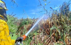 Tras 5 horas de labores, Bomberos de San José del Cabo sofocan incendio forestal en Buenavista