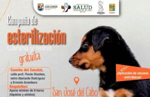Realizarán campaña gratuita de esterilización y vacunación antirrábica en El Zacatal en San José del Cabo