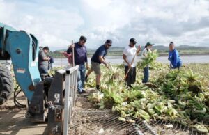 Tras el paso de “Lorena” extraen 18 toneladas lirio acuático y lechuguilla en el estero de SJC