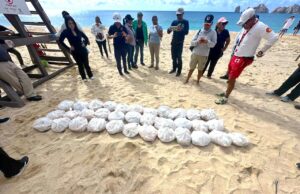 Autoridades municipales y federales protegen 4,264 huevos de tortuga golfina en las playas de Cabo San Lucas