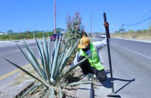 A una semana, Programa de Empleo Temporal retira más de 170 toneladas de residuos en Los Cabos
