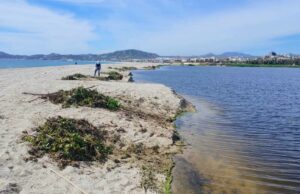 Acciones para la conservación del Estero josefino no se detienen; realiza Ecología una jornada más de limpieza