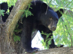 Graban momento en que un oso ataca a su entrenador durante espectáculo en un zoológico
