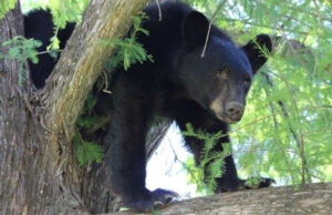 Graban momento en que un oso ataca a su entrenador durante espectáculo en un zoológico