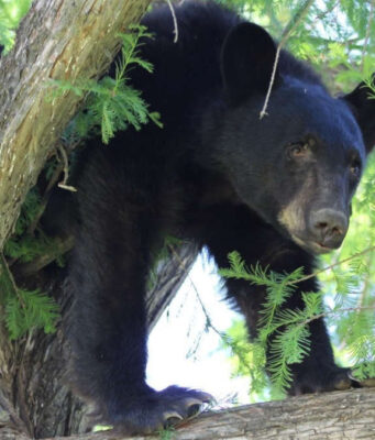 Graban momento en que un oso ataca a su entrenador durante espectáculo en un zoológico