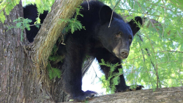 Rescate Oso Nuevo León