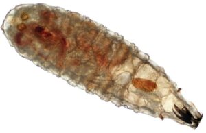 Aumentan casos de miasis en humanos; gusano barrenador puede alimentarse del tejido vivo de personas