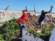 Intensifica Gobierno de Los Cabos limpieza en el Estero Josefino para frenar la expansión de especies invasoras