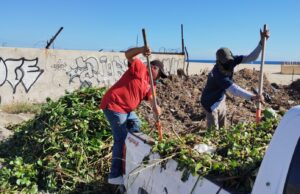 Intensifica Gobierno de Los Cabos limpieza en el Estero Josefino para frenar la expansión de especies invasoras