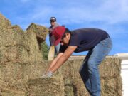 Inicia Ayuntamiento de Los Cabos entrega de alfalfa a bajo costo para productores ganaderos