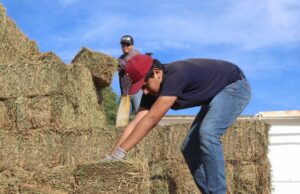 Inicia Ayuntamiento de Los Cabos entrega de alfalfa a bajo costo para productores ganaderos