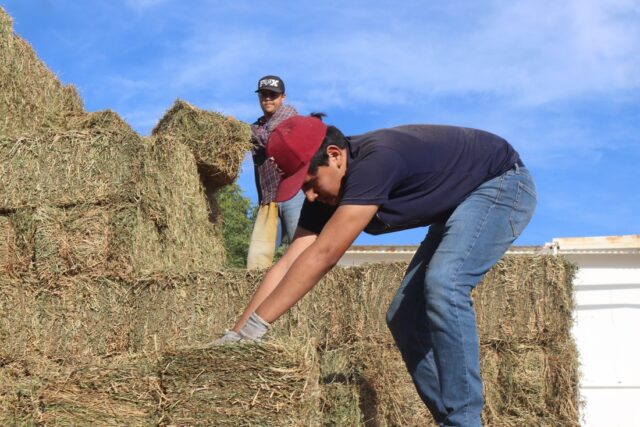 DESARROLLO RURAL ENTREGA ALFALFA BAJO COSTO 4