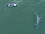 Inicia el Festival de la Ballena Gris en Puerto Adolfo López Mateos este viernes 30 de enero