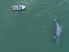 Inicia el Festival de la Ballena Gris en Puerto Adolfo López Mateos este viernes 30 de enero