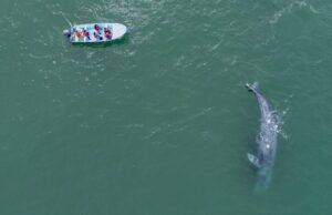 Inicia el Festival de la Ballena Gris en Puerto Adolfo López Mateos este viernes 30 de enero
