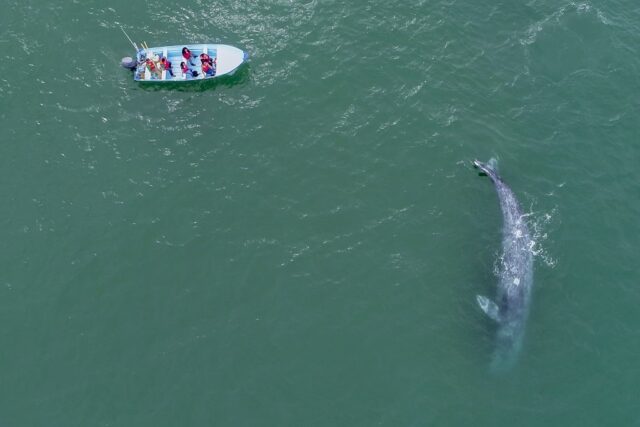 FOTO-BOLETÍN-SETUE-BALLENA-GRIS-1024x683