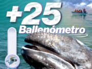 Puerto Chale registra más de 25 avistamientos de ballena gris